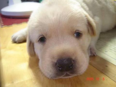 提供model兼職服務的專家小瑞工作室