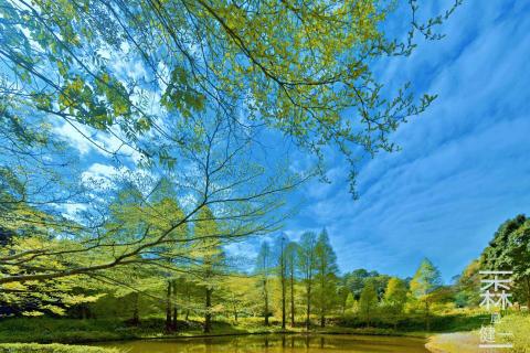 森嵐健一影像創作工作坊 - 夏日落雨松