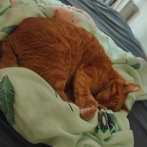 郭藍雨（美美）