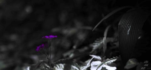 森嵐健一影像創作工作坊 - 