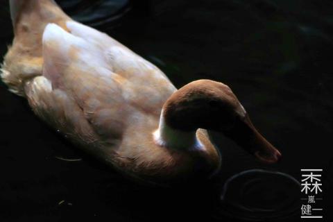 森嵐健一影像創作工作坊 - 鴨子