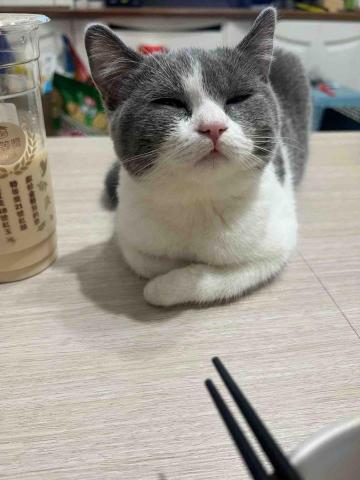 蔡沛臻 - 自己家的貓，增加點擊率用?