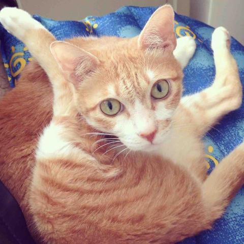 提供英翻中服務的專家接案養貓