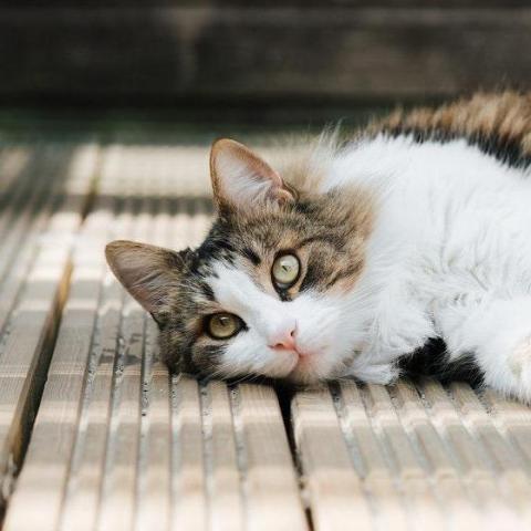 提供35服務的專家Chi77