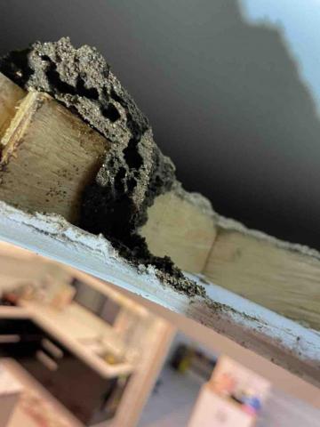 瑞思金有限公司（專業害蟲防治） - 白蟻蟲害防治