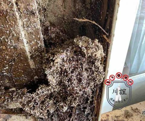 川誼環衛工程企業社 - 白蟻