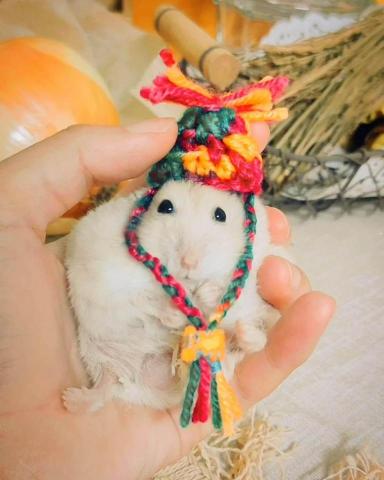 金星屋 - 客戶學習自製寵物用品