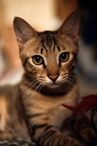 謝瑞騰 -  謝瑞騰 -