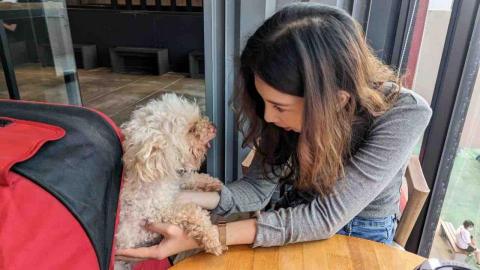 寵咪拾光貓咪沙龍-精緻SPA - 溜狗囉！先讓他適應一下