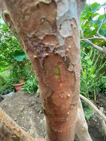 提供櫻花牌服務的專家櫻語主持