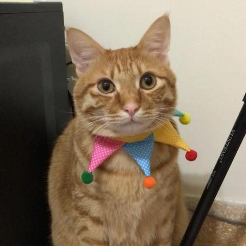 提供練習中打服務的專家鄭先生「打字排版、文字編輯」