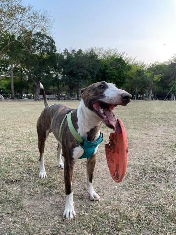 王婕 - 在水萍塭公園玩飛盤的甩甩