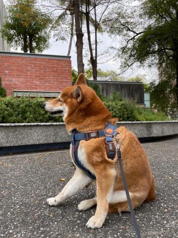 王婕 - 在成大校區的吉米