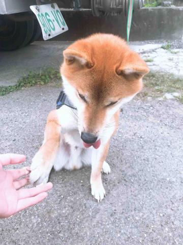 楊芷寧-寵物相關🐾 - 嚕咔握手 楊芷寧-寵物相關🐾 - 嚕咔握手