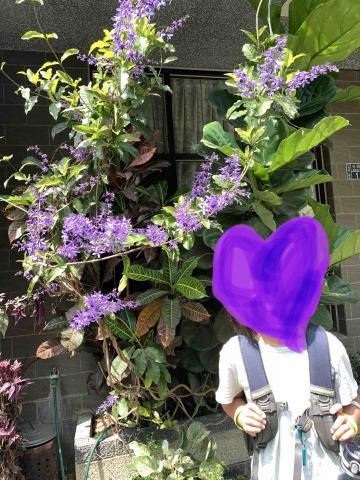 二重紫藤音樂_華語教室 -  二重紫藤音樂_華語教室 -