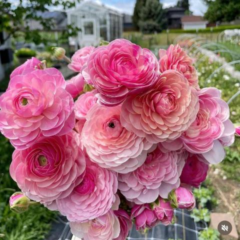 提供翻译i服務的專家Irawaty Kurniawan