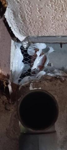 嘉澤滅鼠封堵防治工程 - 老鼠進廁所天花板孔洞封堵 嘉澤滅鼠封堵防治工程 - 老鼠進廁所天花板孔洞封堵