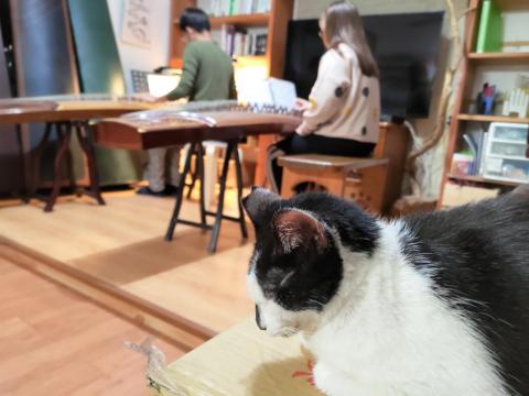 宜蘭頭城古箏教學＆演奏 \ 用古箏演奏你喜歡的音樂 - 認真學古箏的學生會有貓貓陪練呦✨