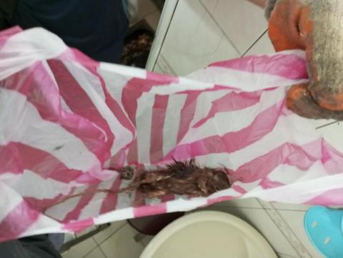 嘉澤滅鼠封堵防治工程 - 死鼠天花板處理取出 嘉澤滅鼠封堵防治工程 - 死鼠天花板處理取出