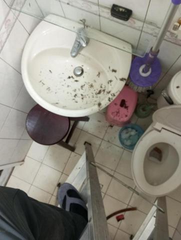 嘉澤滅鼠封堵防治工程 - 清除天花板上死鼠毛髮掉下來清理乾淨 嘉澤滅鼠封堵防治工程 - 清除天花板上死鼠毛髮掉下來清理乾淨