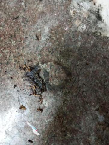 嘉澤滅鼠封堵防治工程 - 死鼠處已長蛆,肉肉吃到剩骨頭 嘉澤滅鼠封堵防治工程 - 死鼠處已長蛆,肉肉吃到剩骨頭