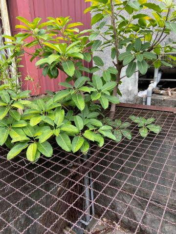 冠承防水工程 - 大魔王參上！