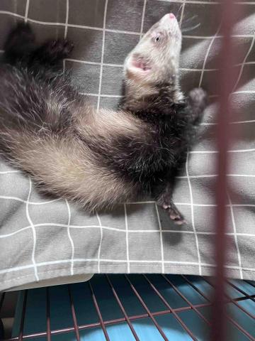 楊善畇 - 雪貂1個月