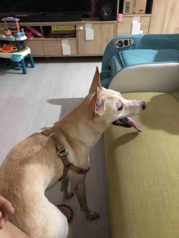 楊善畇 - 8歲米克斯