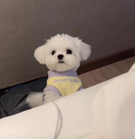 洪芝芝 - 寵物照顧