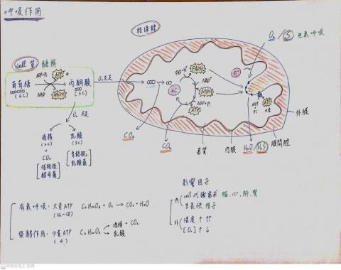 許智禕 - 生物筆記(基礎範圍呼吸作用) 許智禕 - 生物筆記(基礎範圍呼吸作用)