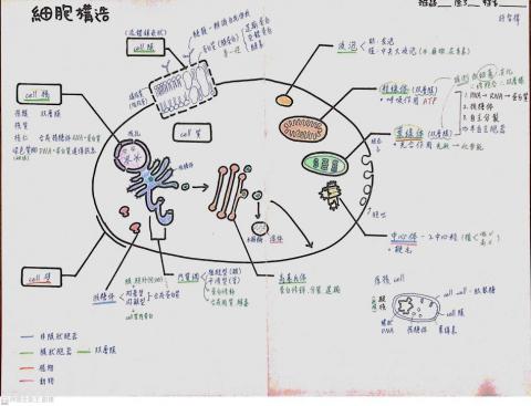 許智禕 - 生物筆記(基礎範圍細胞構造) 許智禕 - 生物筆記(基礎範圍細胞構造)