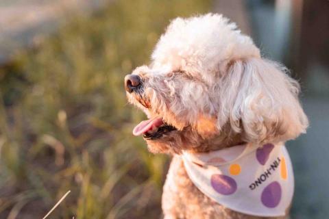 YOU SHIUAN - 寵物攝影