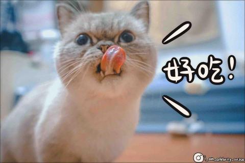 提供cad服務的專家潘柏妤