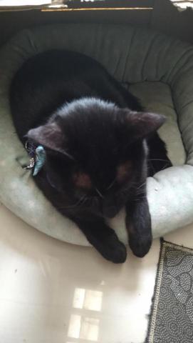 羅亭媗 - 家中寵物貓