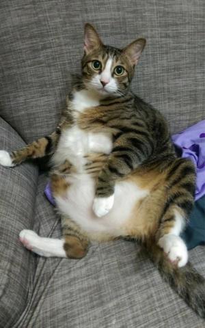 Angel Chen - 時常幫忙照顧親友養的年年-到府保母照顧