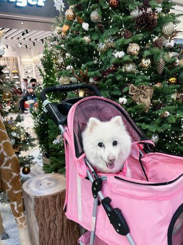 Angel Chen - 自己養的meimei也是從幼犬一路照顧到老犬