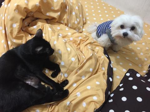 Angel Chen - 曾照顧過親友養的小米-到府保母照顧