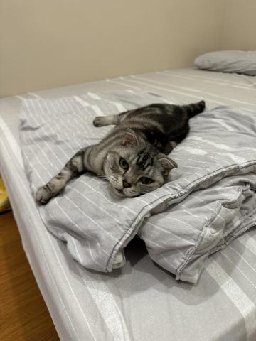 Angel Chen - 曾照顧過一週的吉多-寵物寄養