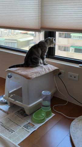 Angel Chen - 曾照顧過一週的吉多-寵物寄養