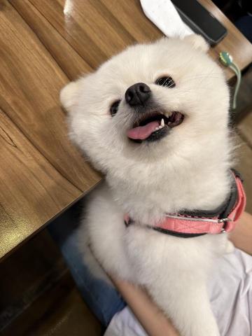 Angel Chen - 時常幫忙照顧親友養的momo-到府保母照顧、寵物寄養