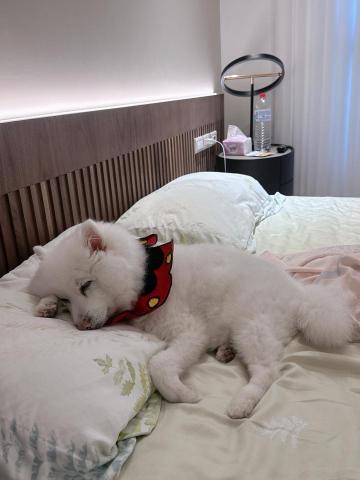 Angel Chen - 我的寶貝meimei-16歲已過世