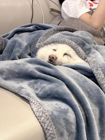 Angel Chen - 我的寶貝meimei-16歲已過世