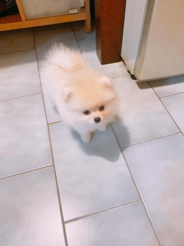 Angel Chen - 長期配合照顧的momo是從斷奶後的幼犬就開始幫忙照顧（現已兩歲多）