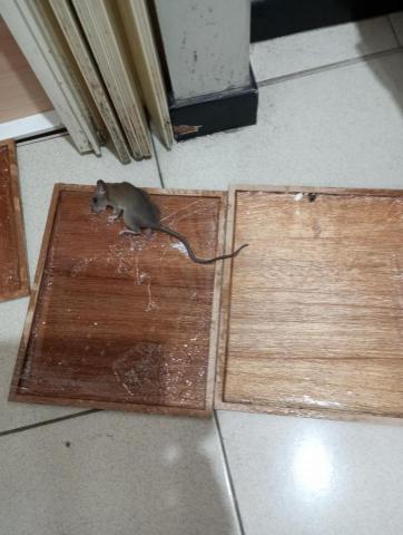 嘉澤滅鼠封堵防治工程 - 全木板鼠板專抓大溝鼠 嘉澤滅鼠封堵防治工程 - 全木板鼠板專抓大溝鼠