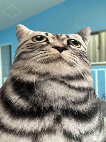 提供ppt時間軸服務的專家Shih