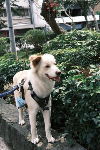 林瑞凡 - 狗可以快樂尿尿
到處聞、使狗壓力紓解