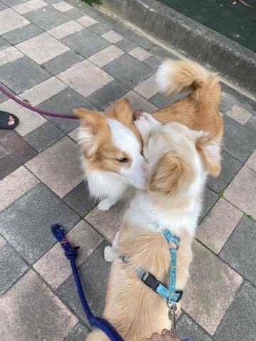 林瑞凡 - 讓狗穩定交流