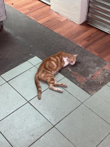 張凱傑 - 基隆的貓