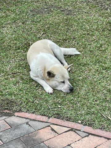 張凱傑 - 慵懶的狗