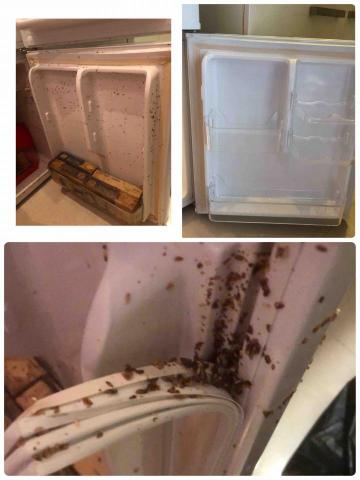 周宮如 - 冰箱沒插電裡面食物壞了，裡面滿滿的蛆